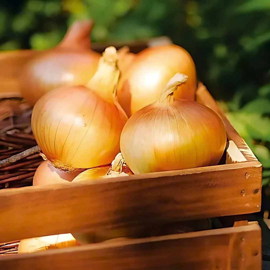 Fresh Walla Walla Onion Seeds | Sweet | Heirloom Non-GMO | Vegetable Seeds