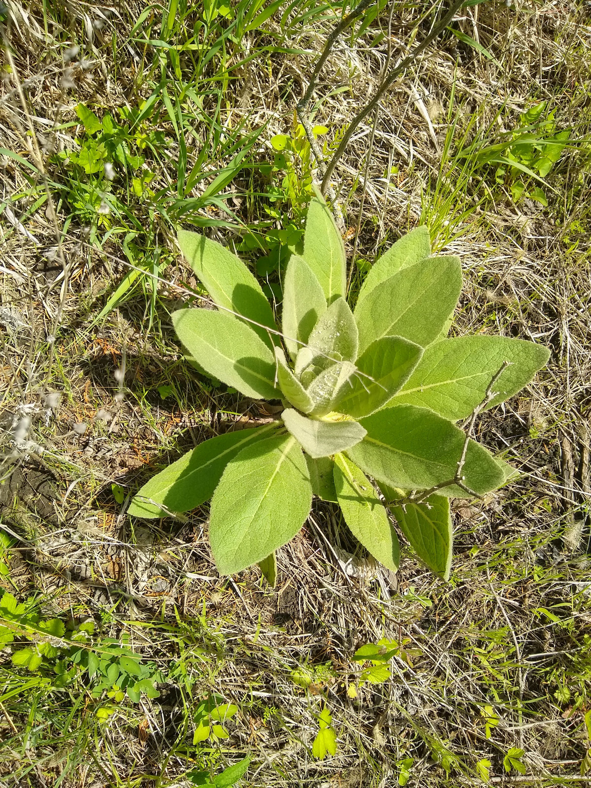 Common Mullein Seed ~ Verbascum thapsus ~ 300 to 200,000 seeds ~ 4 ounce bulk