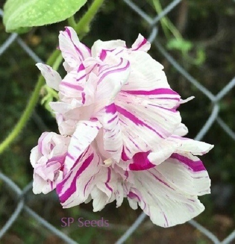 Peppermint Twist HIGE Morning Glory – i. Pupurea – 6 seeds – Feathered pom red