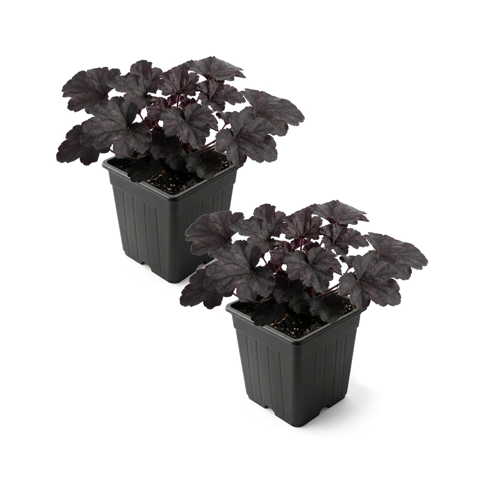Heuchera Coral Bells 2Pack Black Olive Shade Perennial Foliage Plant 10″