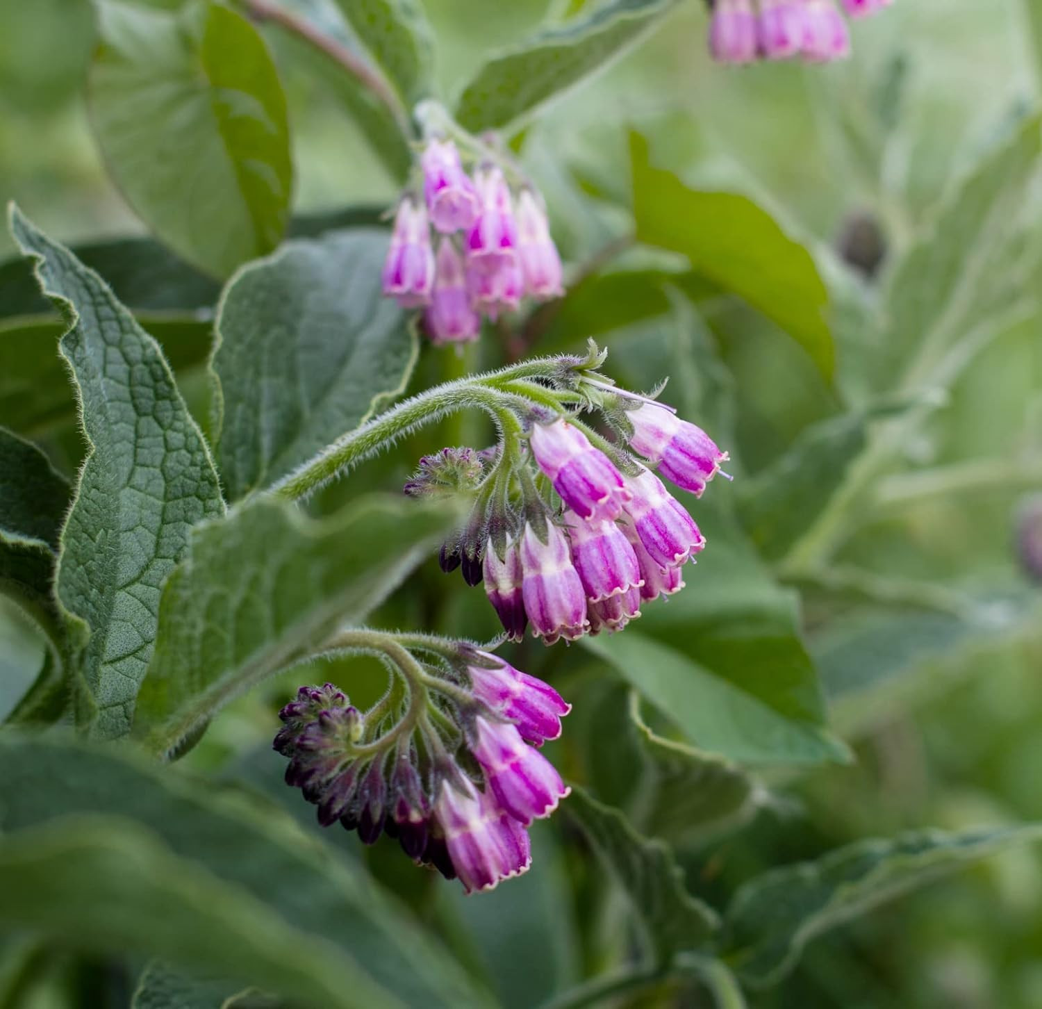 True Comfrey 50 Seeds (Symphytum Officinale) Non GMO, Heirloom