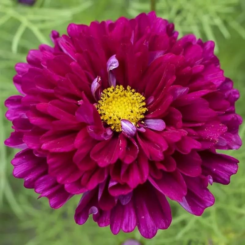 1000 Double Cosmos Seeds for Planting – Fully Double Blooms, Mixed Colors, Op…