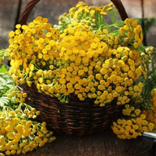 Basket of Gold Sweet Alyssum Seeds Perennial Yellow Ground Cover Rock Madwort
