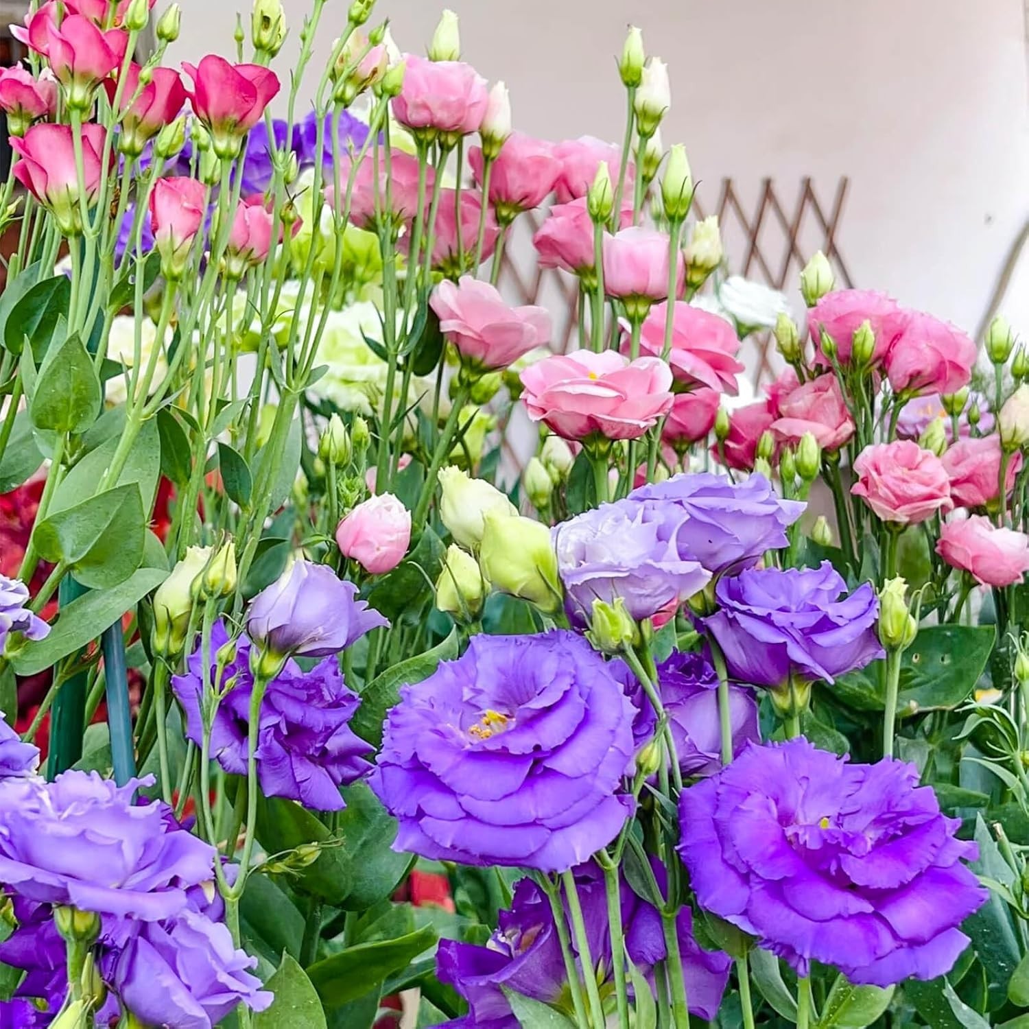 2000 Lisianthus Seeds Perennial Eustoma Grandiflorum Garden Flowers for Planting