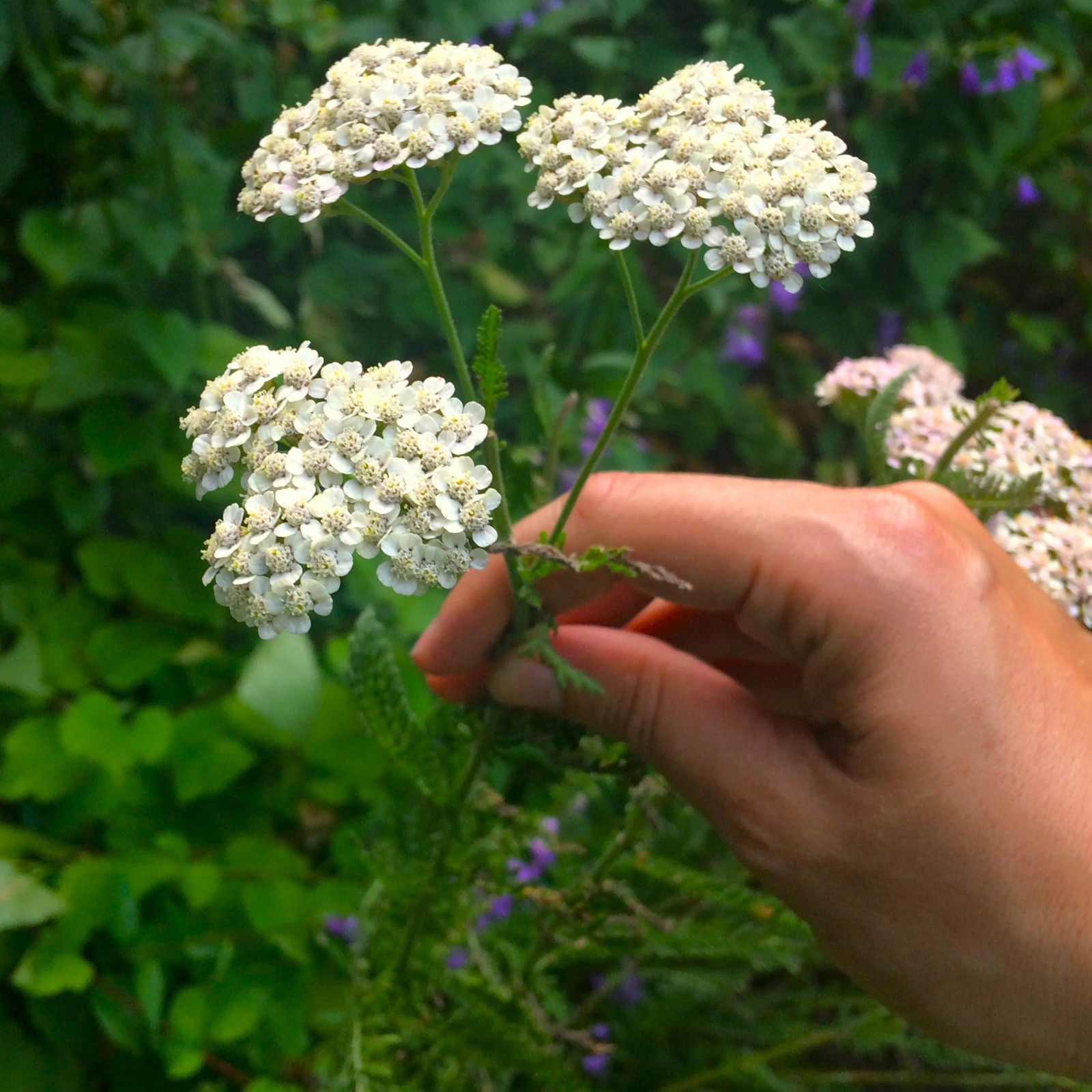 White Yarrow Seeds | Achillea Millefolium Milfoil Flower Seed 2024 Fast Shipping