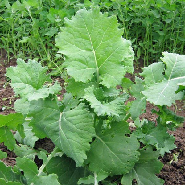 Dwarf Siberian Kale Seeds | Heirloom / Non-GMO | Free Shipping | Seed Store 1098