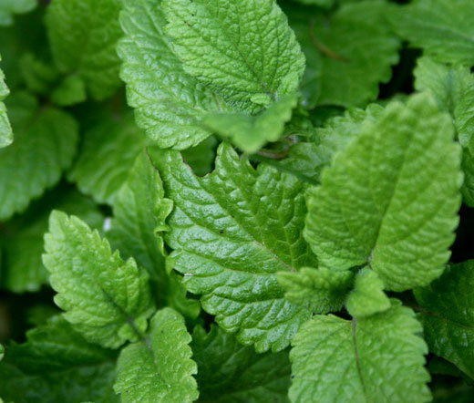 LEMON BALM Melissa Officinalis – 1,000 Bulk Seeds