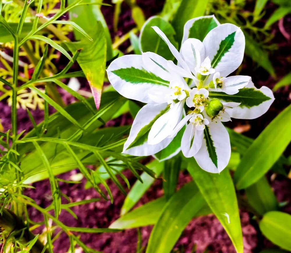 50+ Mountain Snow Flower Seeds for Planting – Euphorbia marginata
