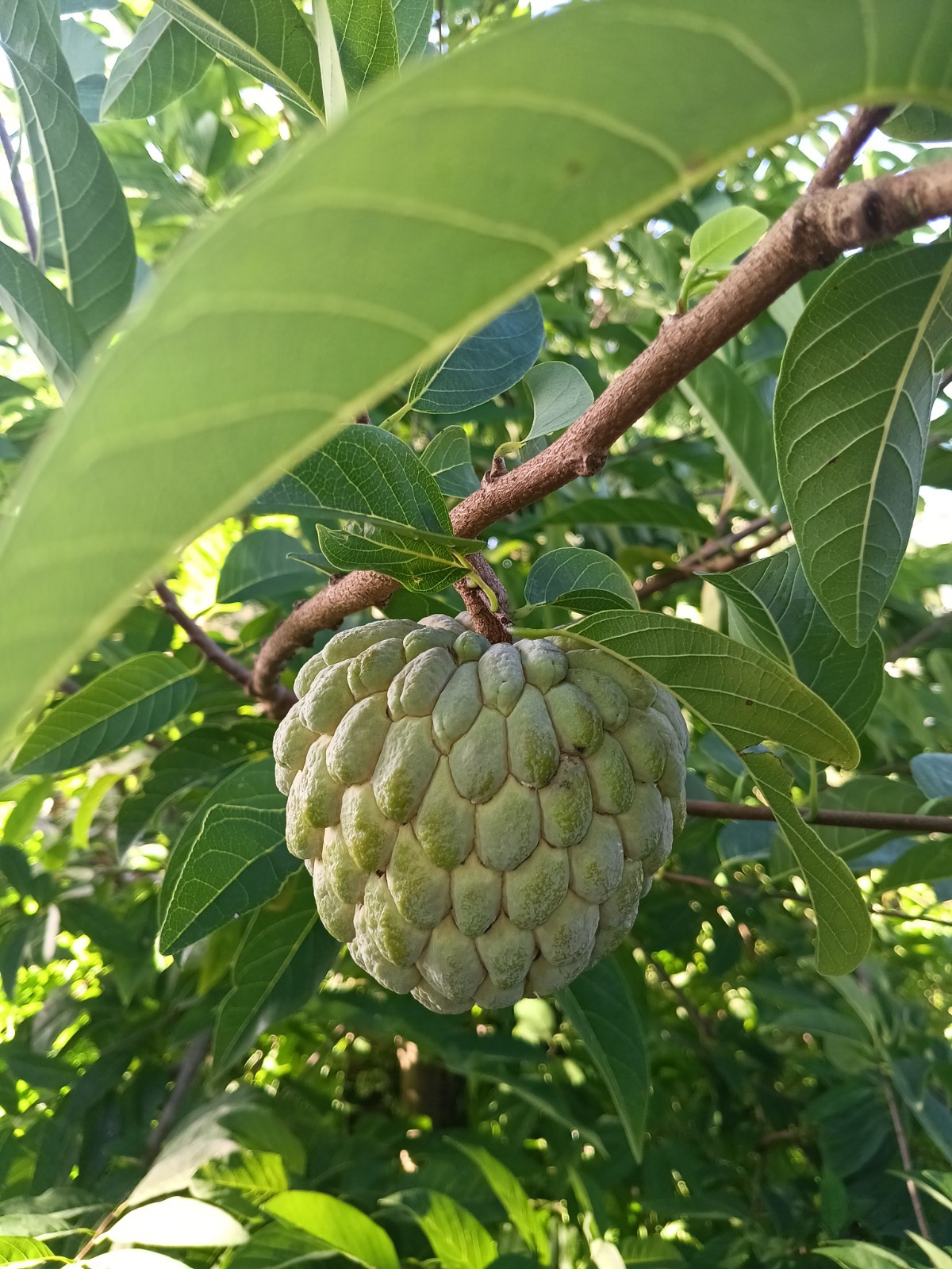 Annona squamosa Sweetsop Sugar Apple Fruit Organic 200 Seeds Florida 2025 Season