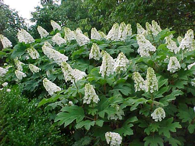 Oakleaf Hydrangea, Hydrangea Quercifolia, Seeds (Fast, Showy Flower, Fall Color)