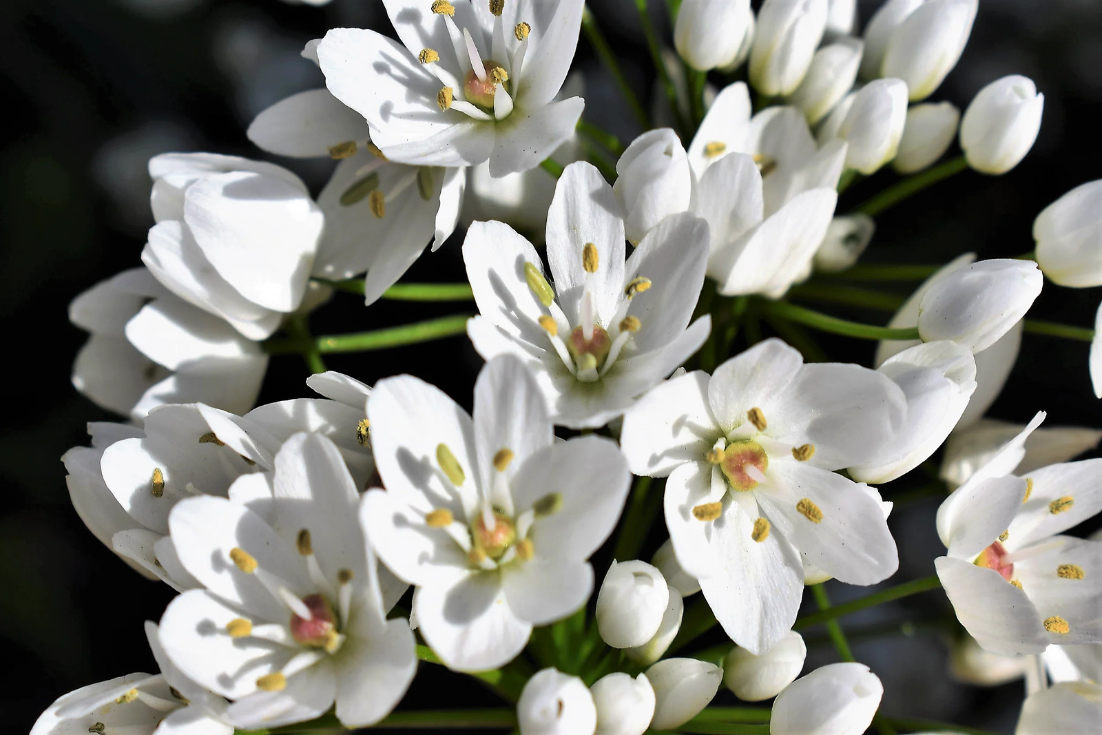 10 WHITE ALLIUM Neapolitanum Flowering or Naples Onion, Neopolitan or Daffodil G