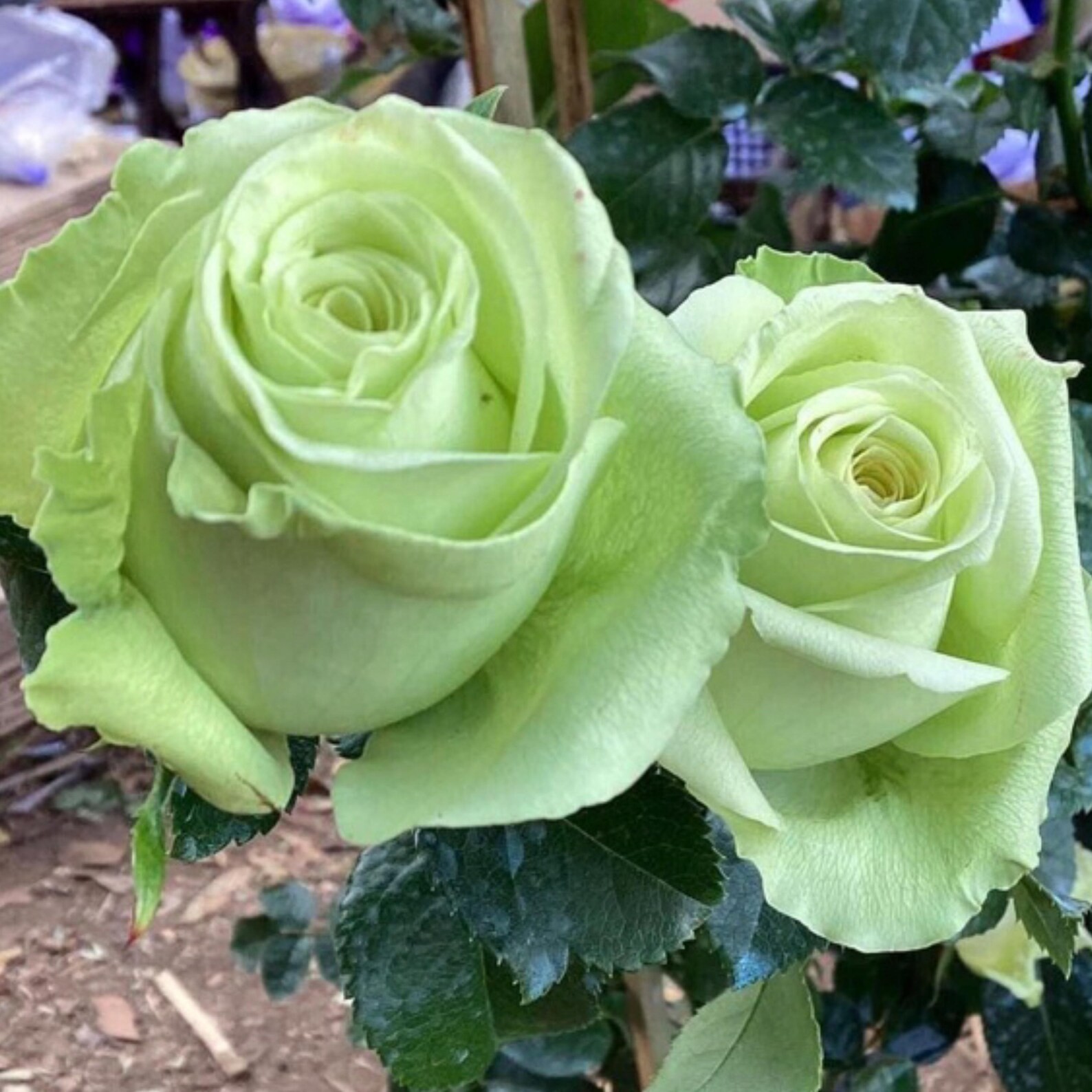 Light Green Rose Seeds- 50 or 100 Seeds.USA Seller- Free Shipping