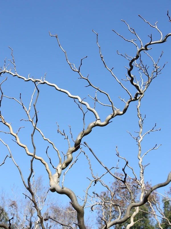 Contorted Mulberry 6-12 inches tall bareroot rare twisted plant