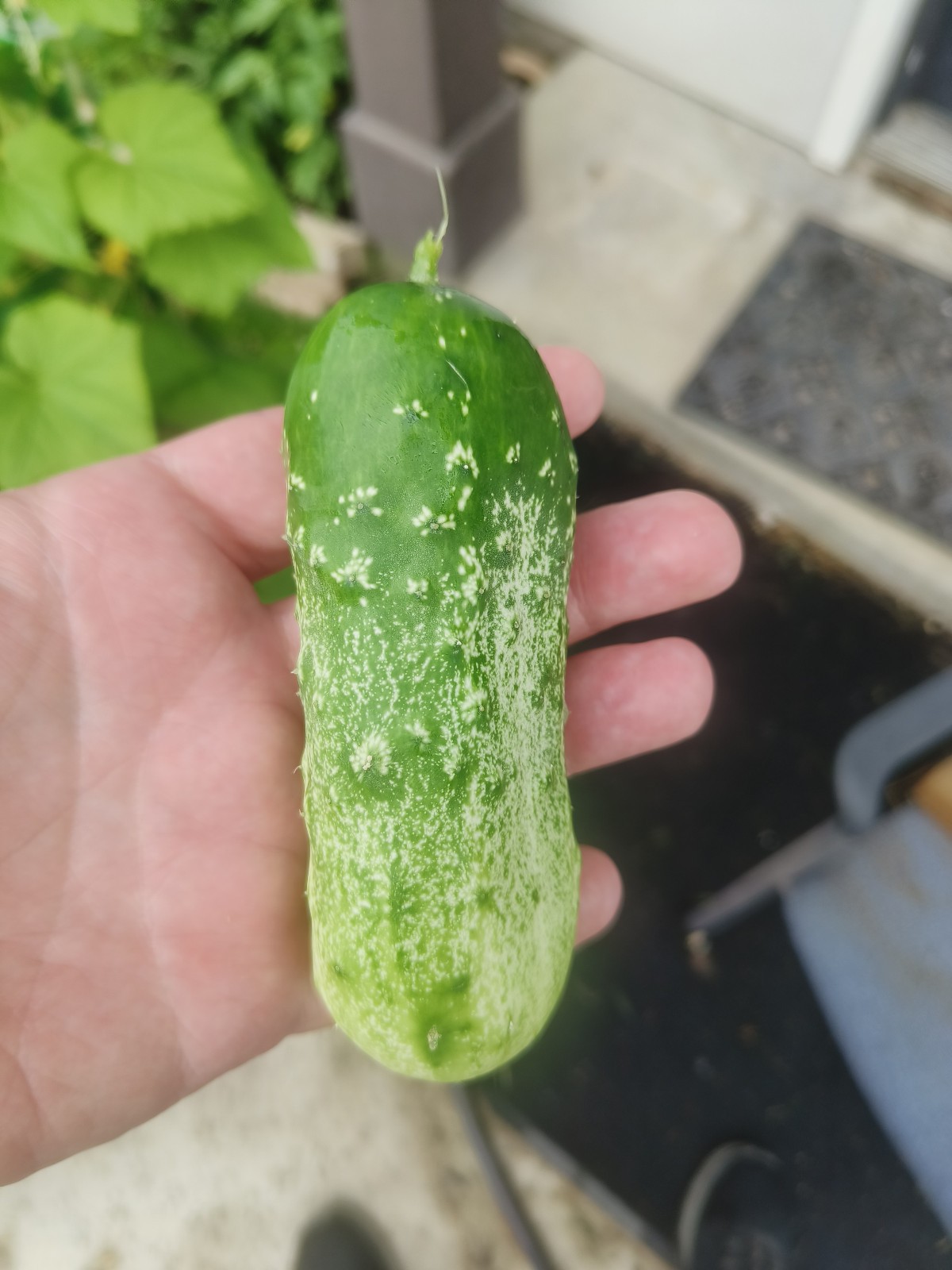 40 Heirloom National Pickling Cucumber Seeds – Non Bitter Super Crisp – Organic