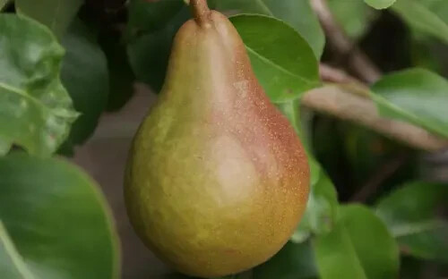 25+ Durondeau Pear Seeds for Garden Planting – USA – FREE SHIPPING!