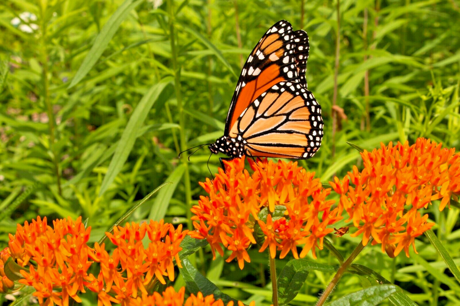 MILKWEED 100 SEEDS, ASCLEPIAS TUBEROSA, ORANGE BUTTERFLY WEED, EZ TO GROW.