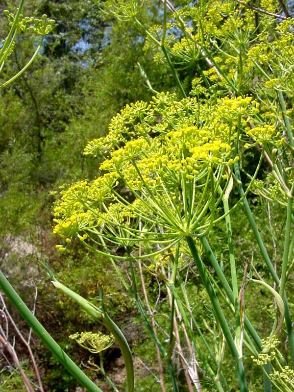 Herb Seed:Sweet Fennel Seeds 100+ Seeds Fresh Seed