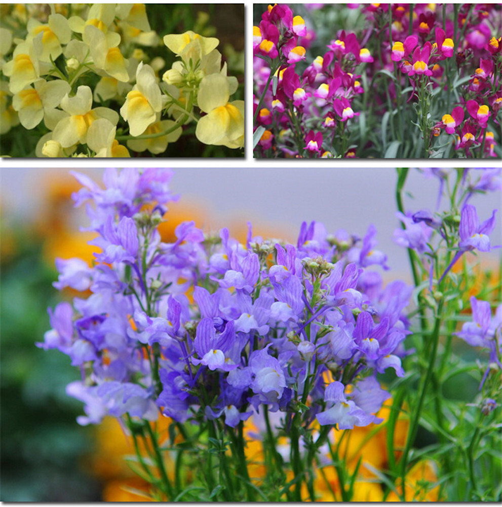 1000+ SEEDS LINARIA VULGARIS toadflax for germination flowering bloom garden bed