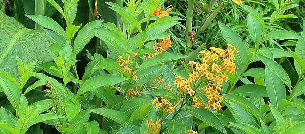 Cestrum auriculatum | Orange Peel or Zest | 5 Seeds