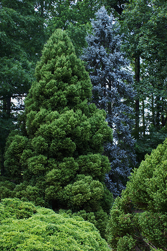 Japanese Red Cedar, Cryptomeria japonica, Tree Seeds