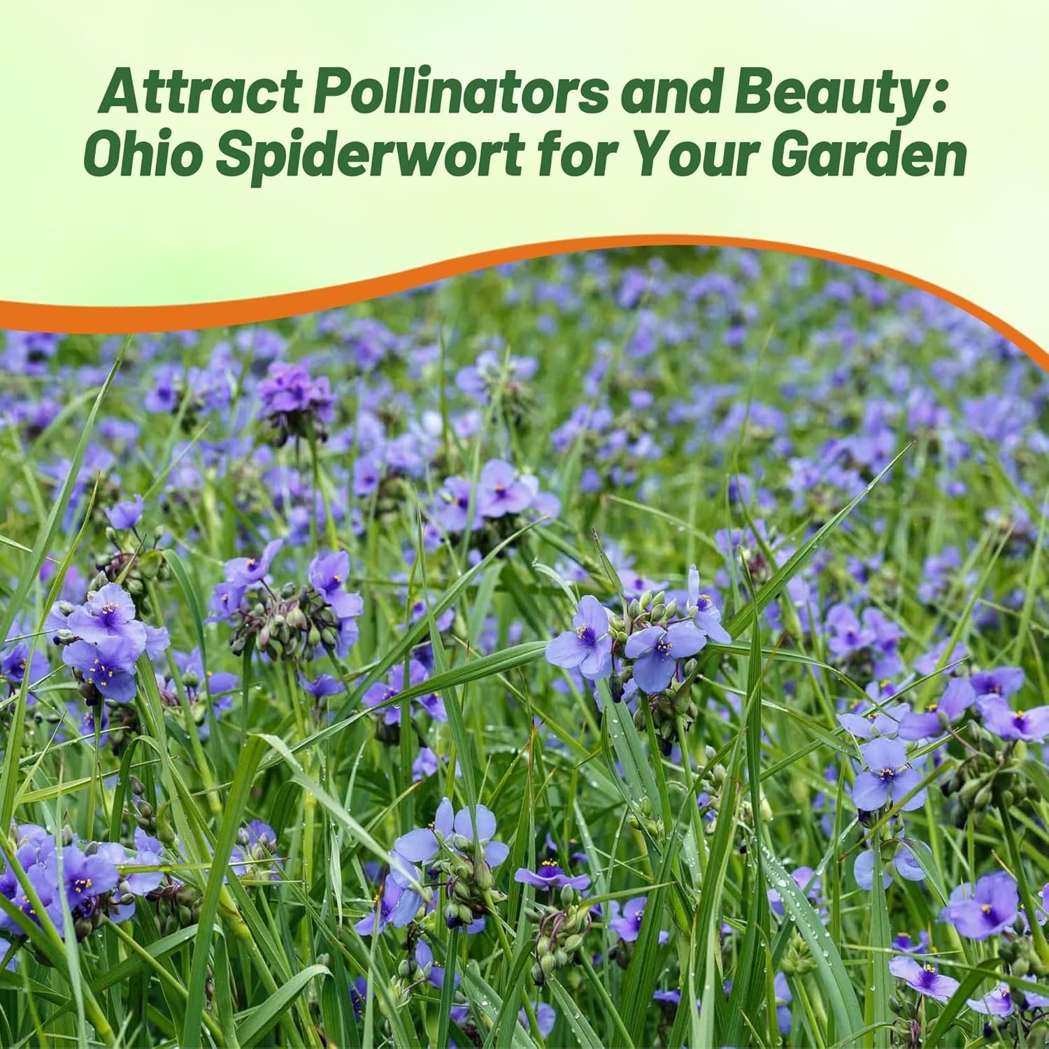 1000 Seeds Ohio Spiderwort Seeds Drought Resistant Tradescantia Ohiensis