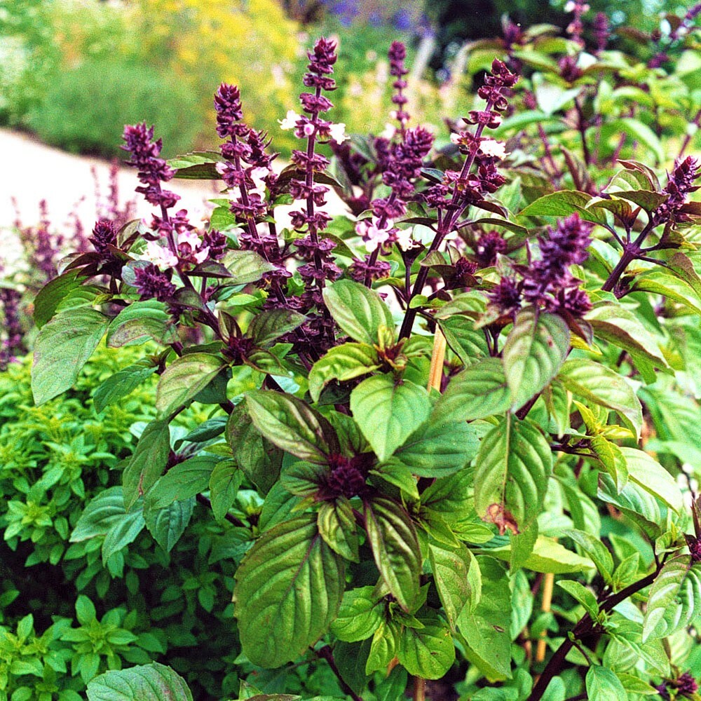 Licorice Basil Seeds-500 Count Seed Pack-Non-GMO-A Strong, Flavorful Herb