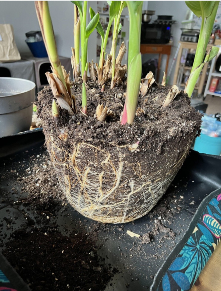 10 Green Leaf Orange Canna Lily/Lillies Bulbs