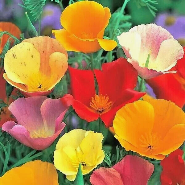 1000+ CALIFORNIA POPPY AUTUMN MIX SEEDS DEER RESISTANT WILDFLOWERS HUMMINGBIRDS
