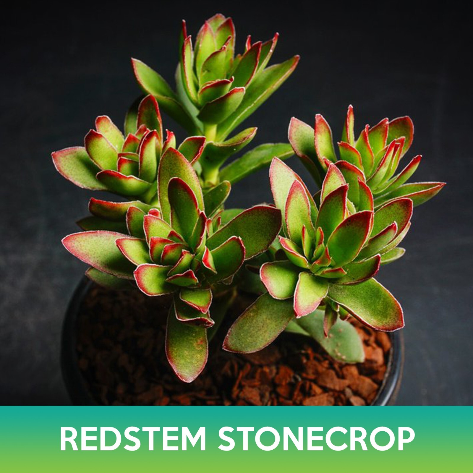 Red-Stem Crassula Succulent Mix Seeds, Crassula rubricaulis
