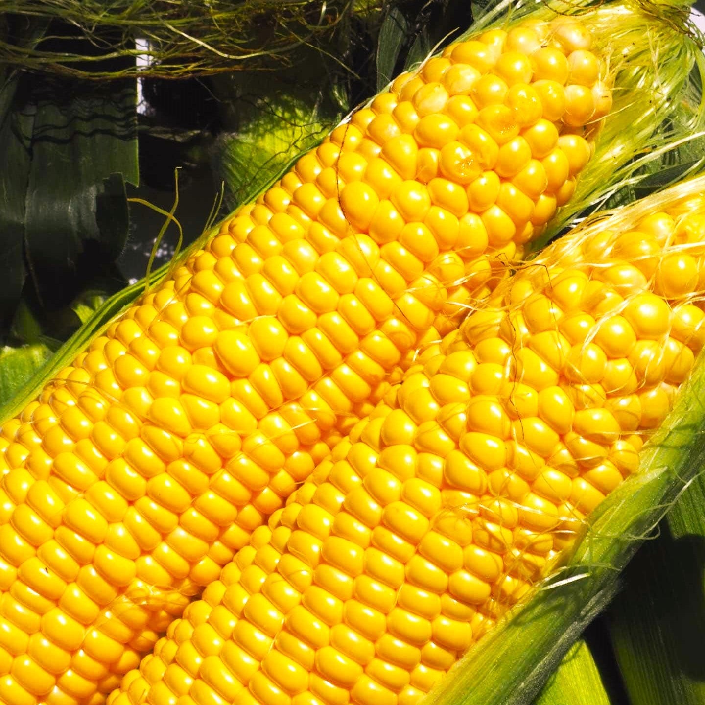 Jubilee Sweet Corn Seeds – For 2025 Planting Hybrid Golden Yellow Hybrid Popular