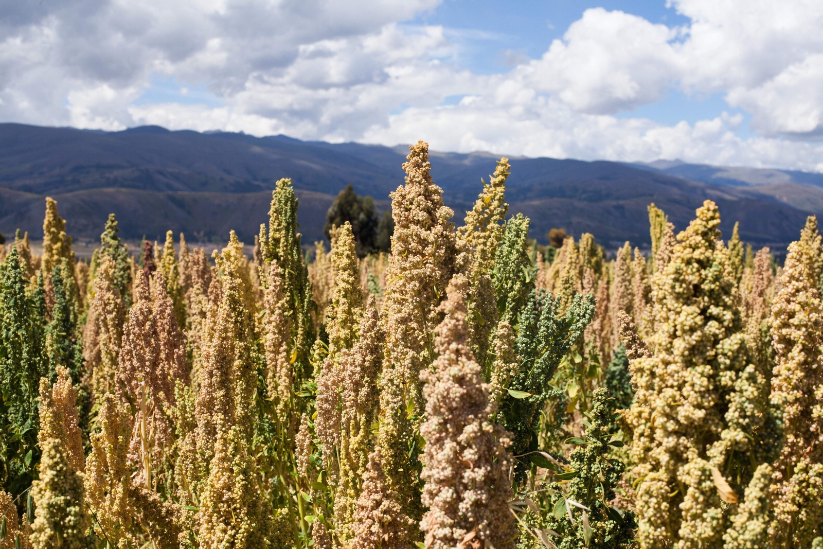50 Organic MINT VANILLA QUINOA Green & White Chenopodium Vegetable Grain Seeds