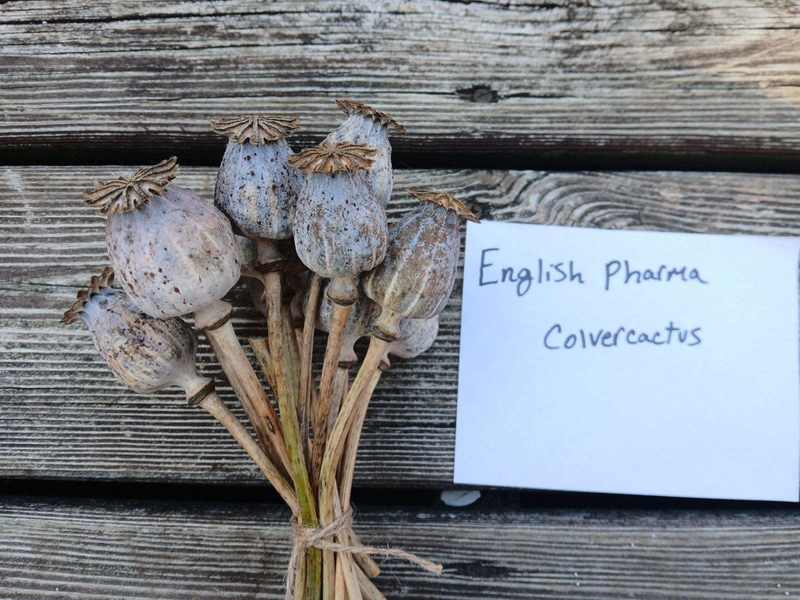English Pharma Poppy Seeds – RARE – 1500 Count (Cold Stratified – US Seller)
