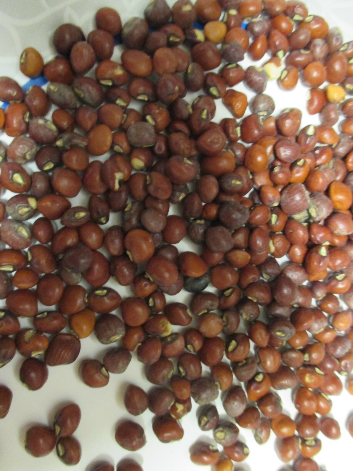 KNUCKLE PURPLE HULL CROWDER PEAS 100 SEEDS