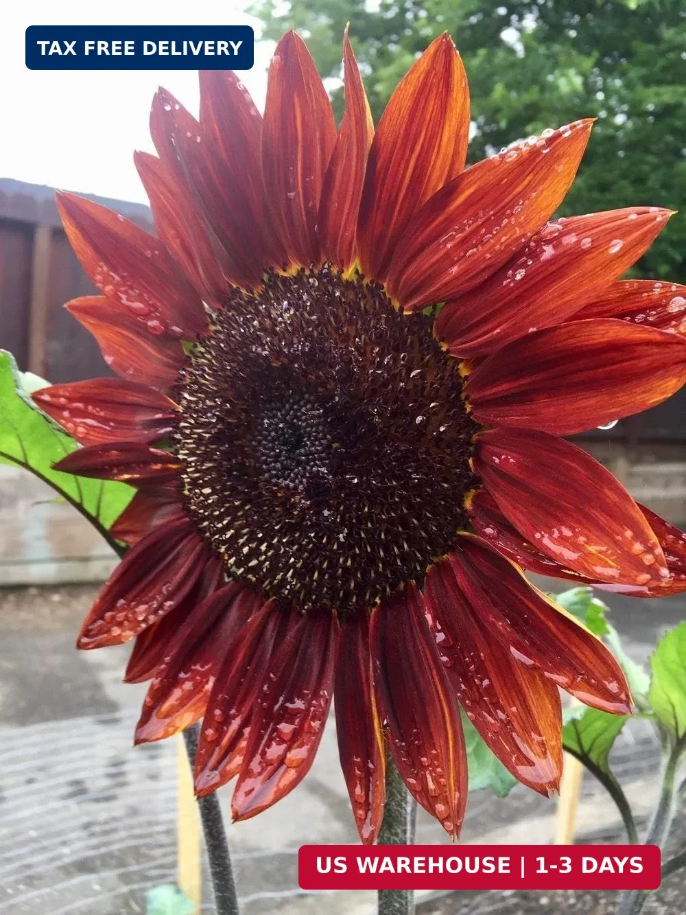Giant Sunflower Seeds Mix (200+ Seeds) – Red, Purple, Pink Heirloom Varieties fo