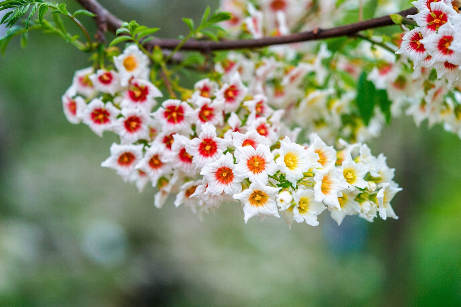 5 YELLOWHORN TREE Xanthoceras Sorbifolium White Yellow Red Fragrant Flower Seeds
