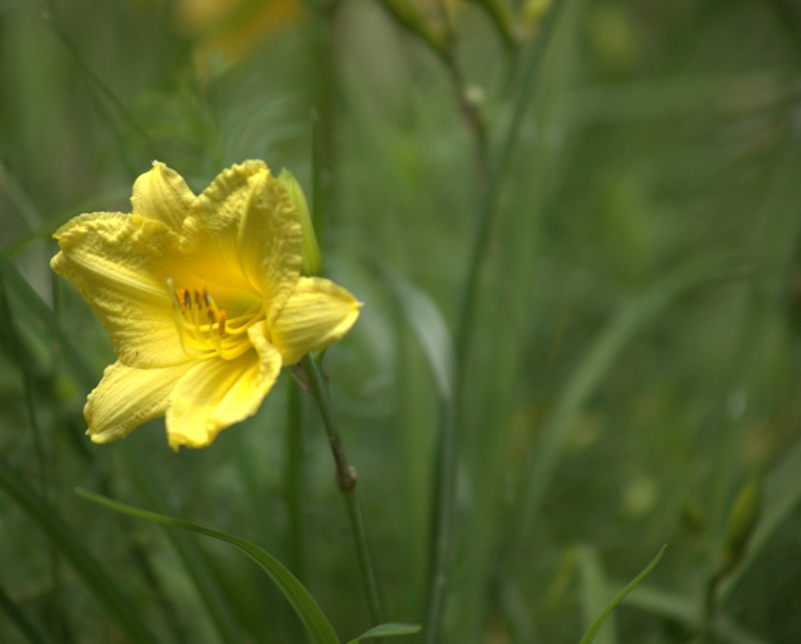 Daylily “Happy Returns” /Light yellow” / 1 bare root/ USDA hardiness zones 3-9