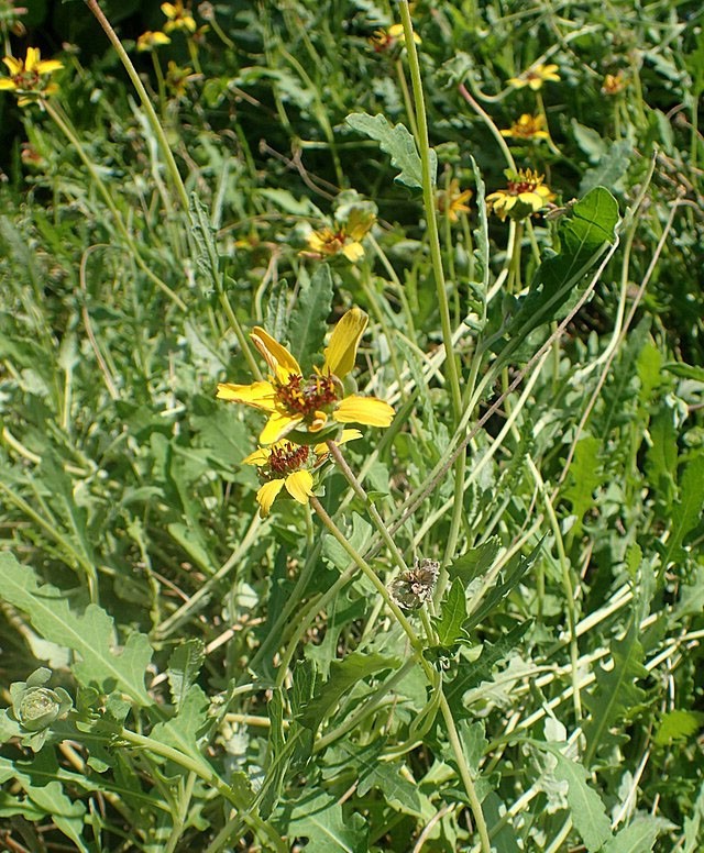 Berlandiera lyrata | Chocolate Flower | 10 Seeds