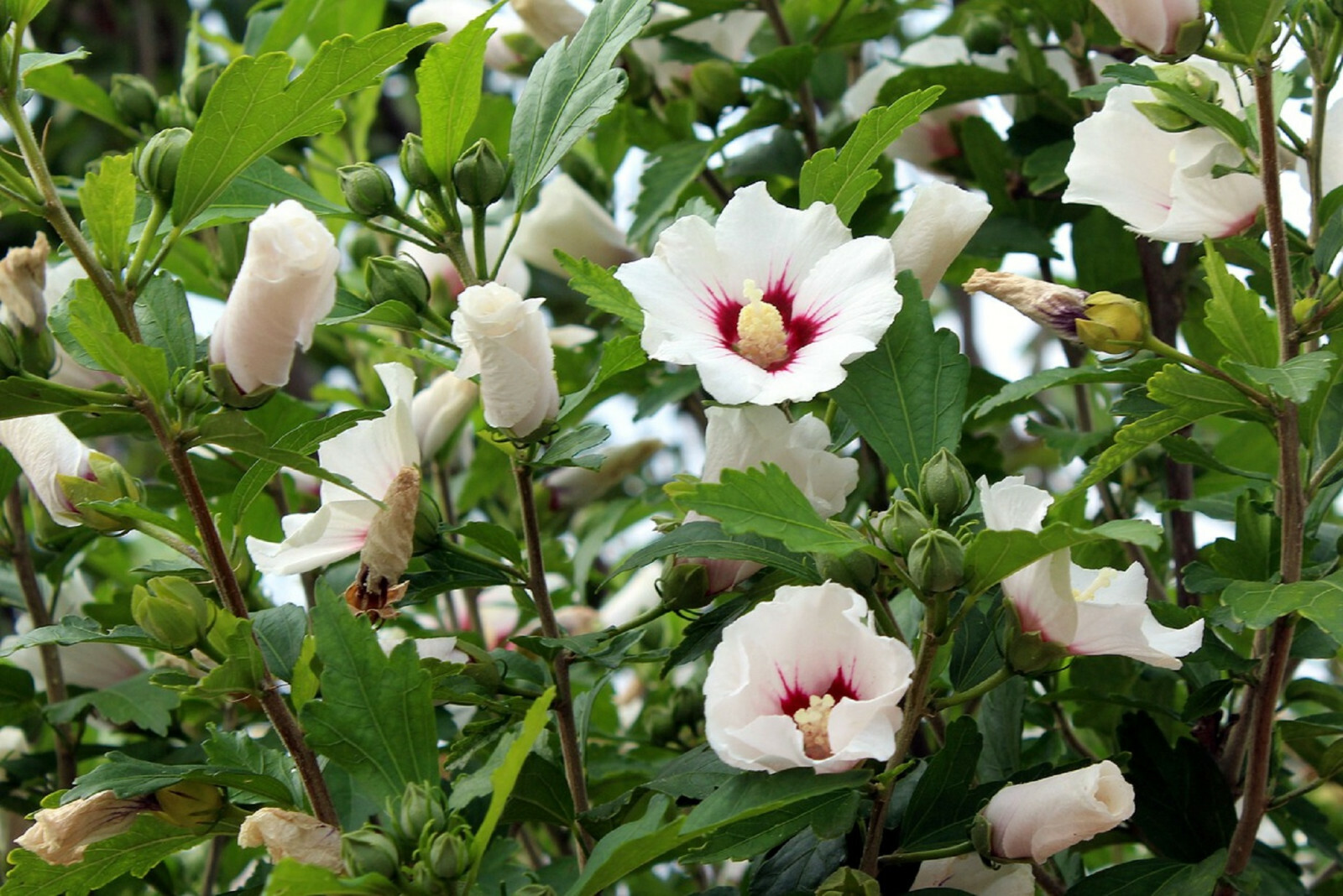 25 WHITE HIBISCUS SEEDS (Crimson Eye) | Perennial Flower