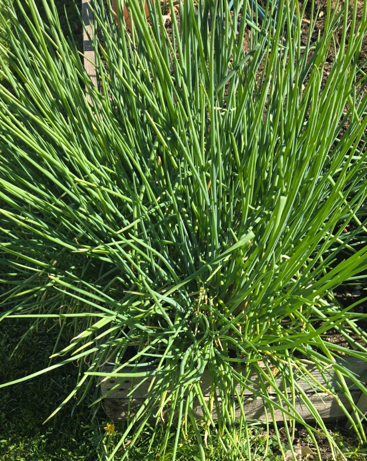 20 Chive Plants/Bulbs – Perennial Non-GMO Green Onions, Mosquito Repellent