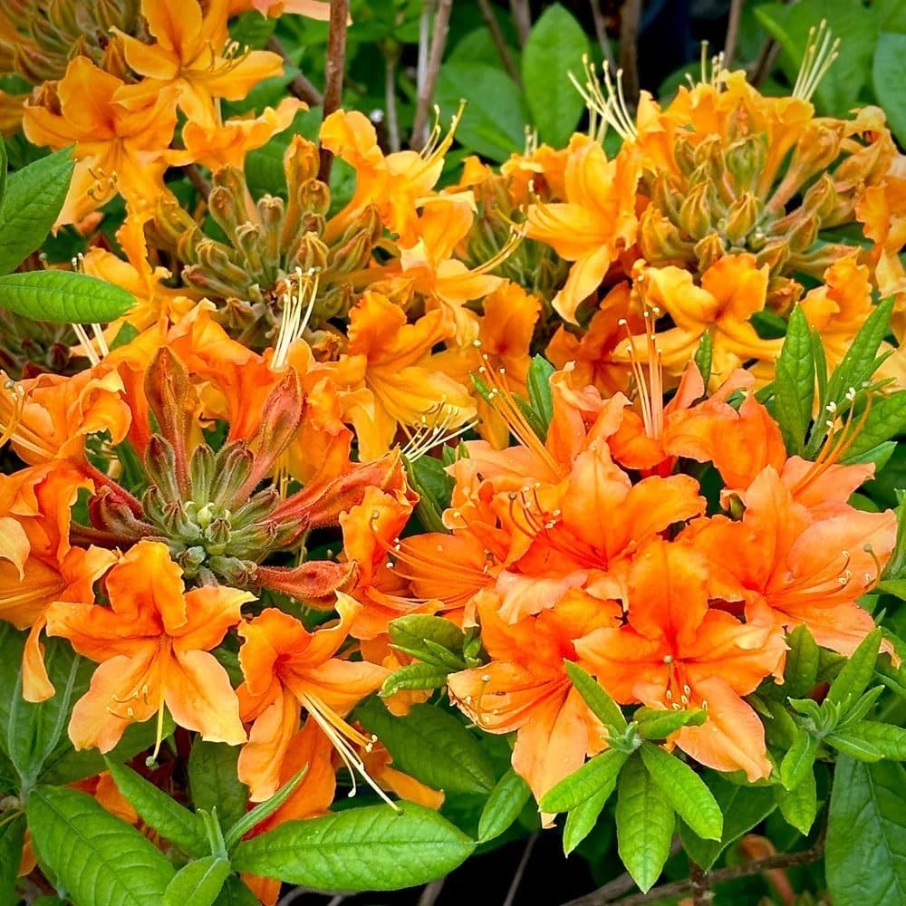 Mixed Azalea Rhododendron Seeds 30 Count for Beautiful Garden Flowers
