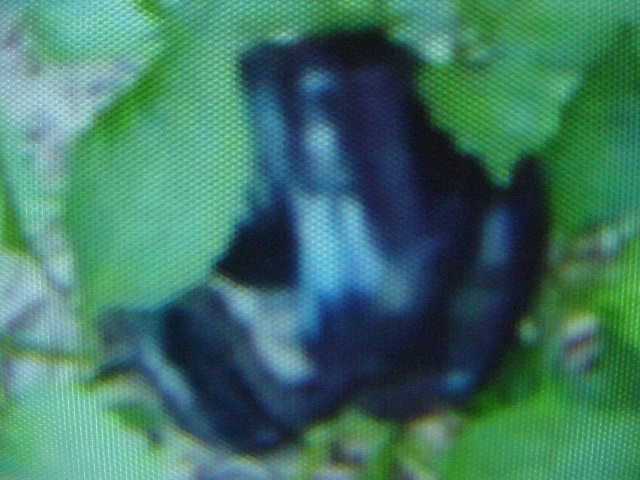 25 SEEDS ORGANIC VERY LARGE SWEET DARK PURPLE BELL PEPPER SEEDS