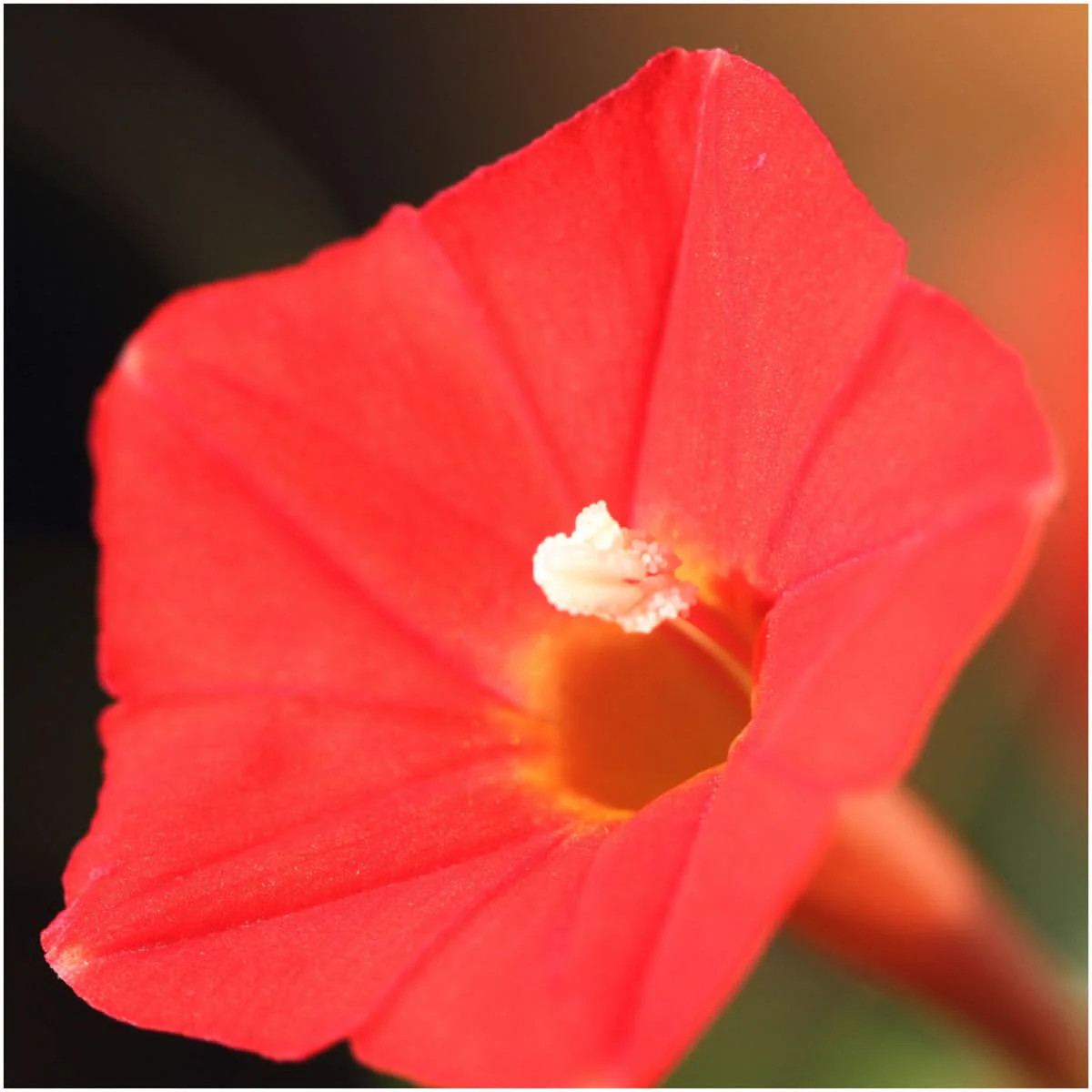 Cardinal Climber Seeds For Planting (Ipomoea quamoclit)
