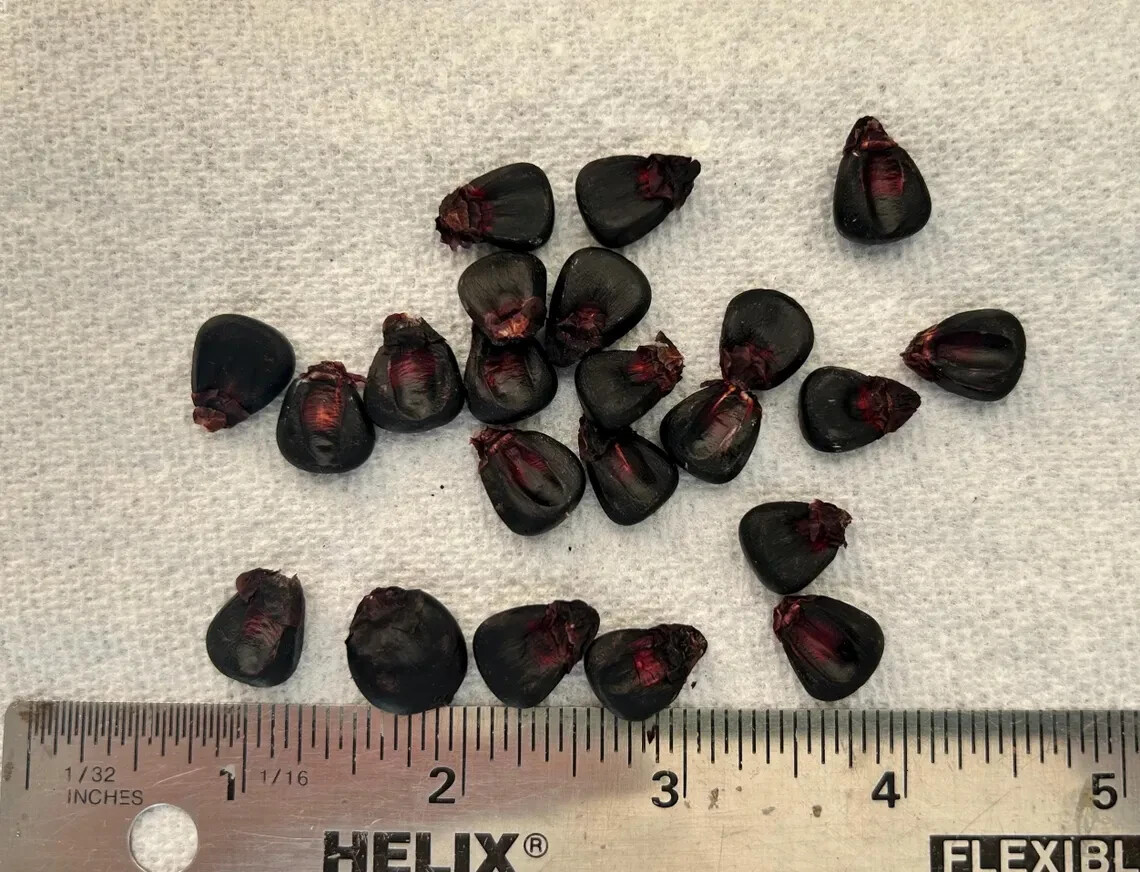 25 Peruvian Inca Purple Corn Seeds, Maiz Morado, grow & brew chicha morada!