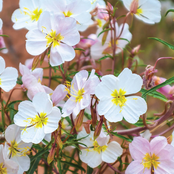 Pale Evening Primrose Seeds | Non-GMO | Free Shipping | Seed Store | 1242