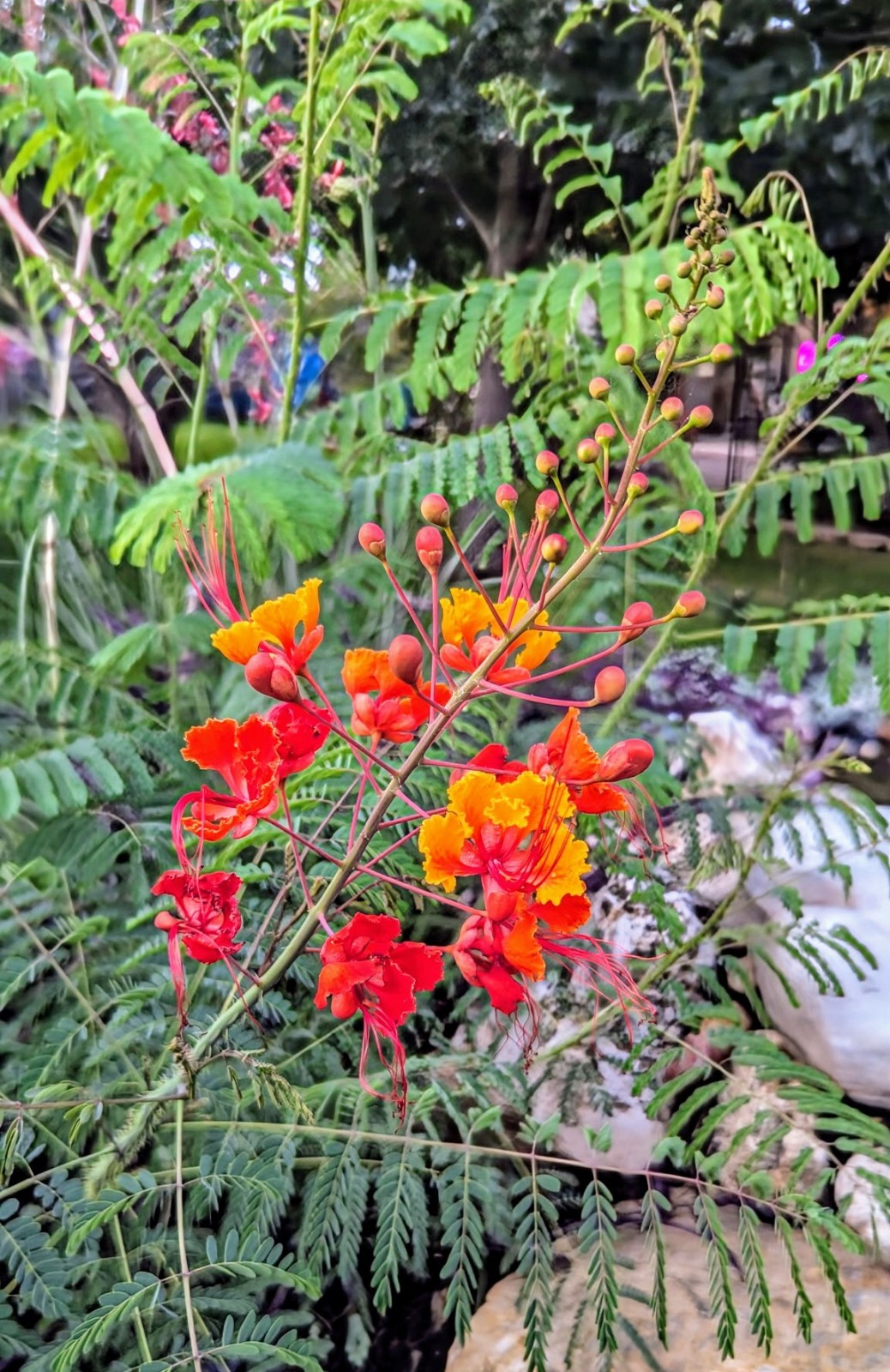 25 Seeds. Pride Of Barbados. Free shipping. Tropical Beauty, Drought Tolerant.