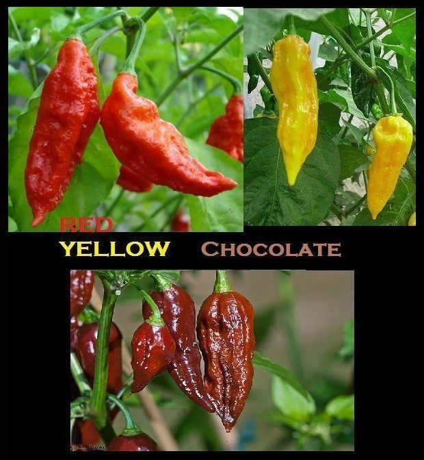 Combo Pack 25 Red Ghost pepper SEEDS Bhut Jolokia 15 YELLOW & 15 CHOCOLATE Seeds