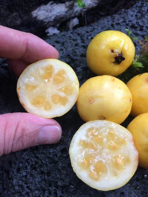 20 Yellow Lemon Guava seeds. The fruit tasted great