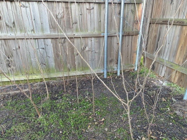 Black Mulberry, Morus nigra, Tree Seeds (Hardy, Edible)