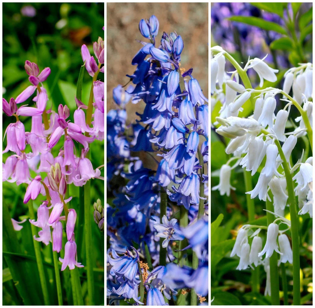 10 Mixed WOOD HYACINTH English Woodland Spanish Bluebell Scilla Flower Seeds
