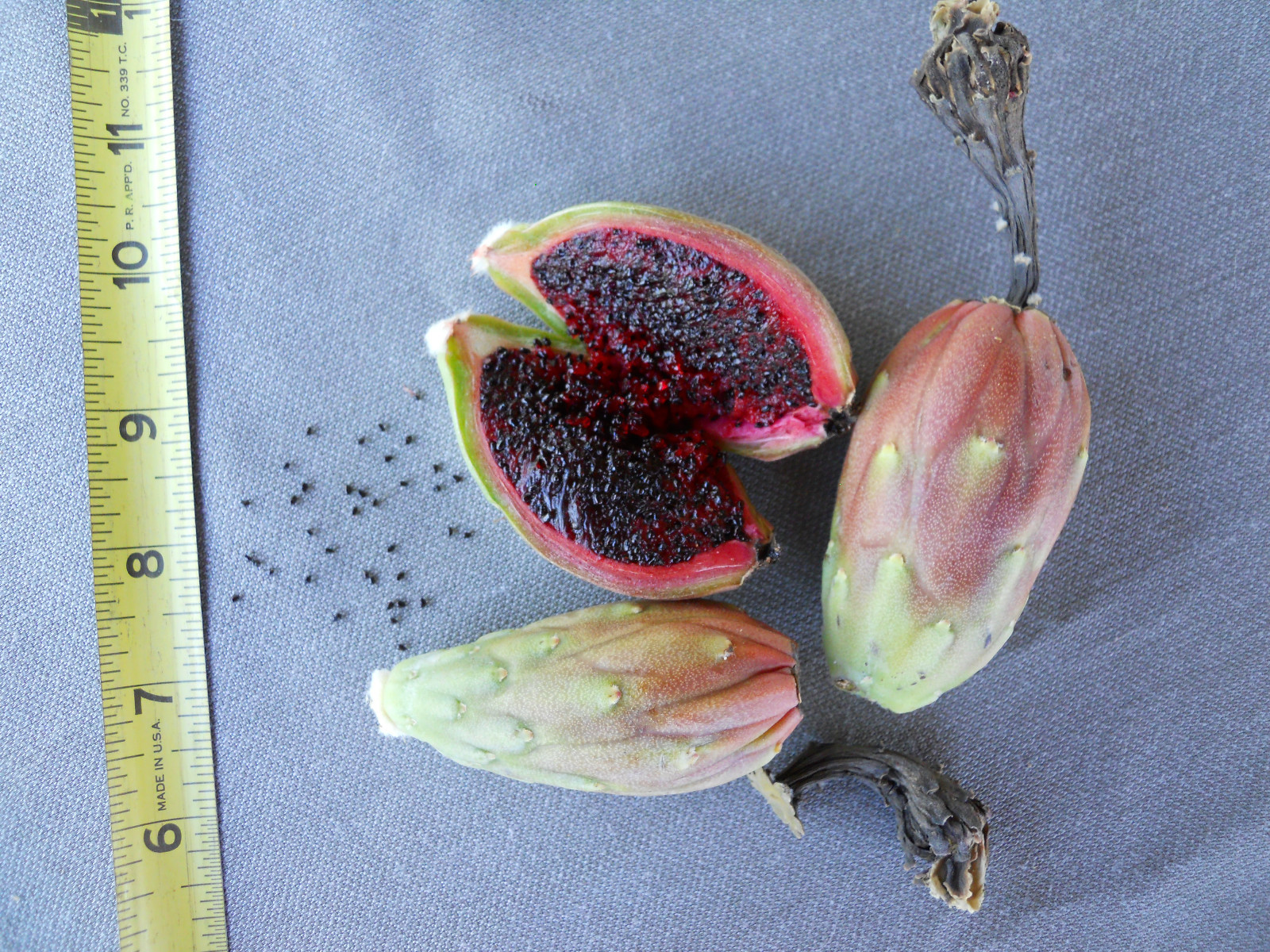 500+ Fresh Organic Arizona Saguaro Cactus Seeds – Carnegiea Gigantea